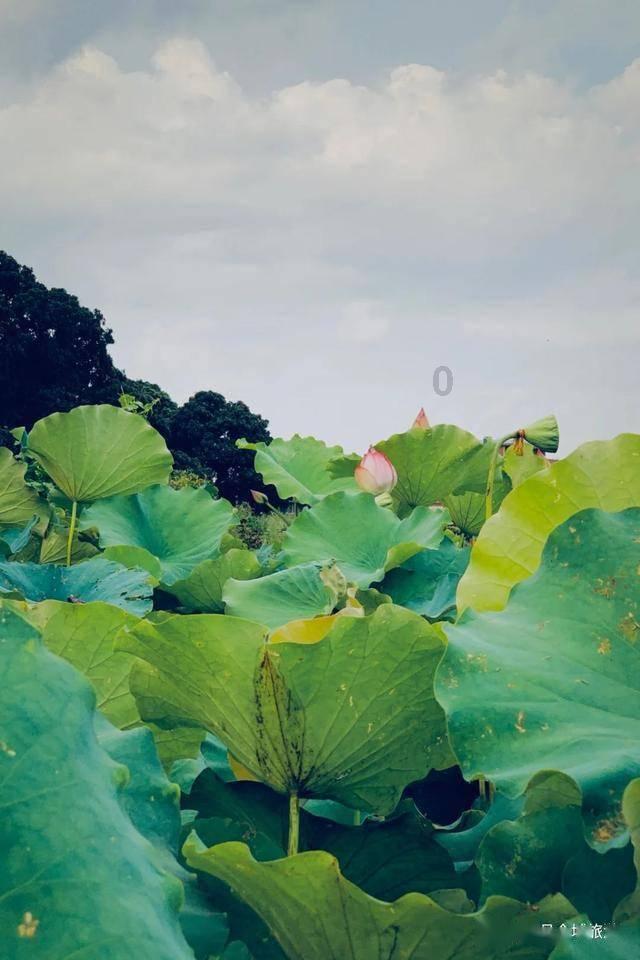 小艾比当海军